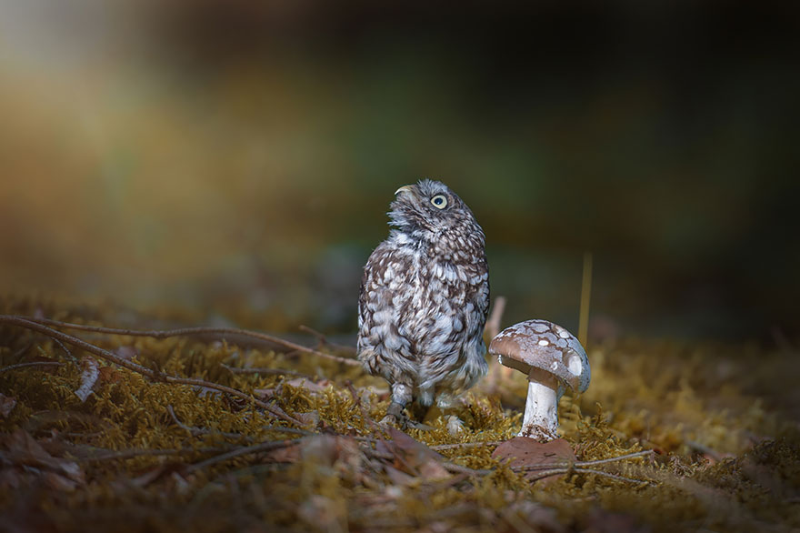 Cute Tiny Owl Goes Viral So We Interviewed The Photographer (10 Pics)