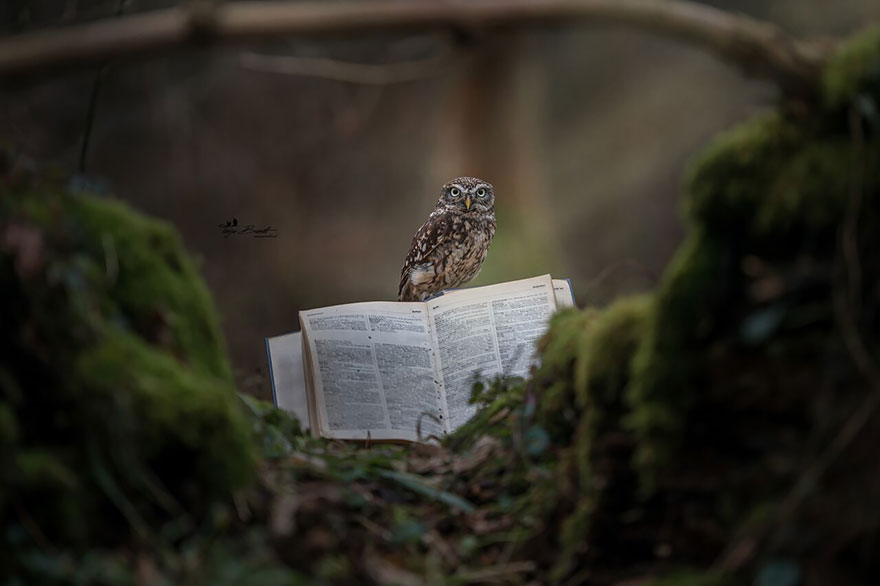 owl-and-mushrooms-tanja-brandt-9