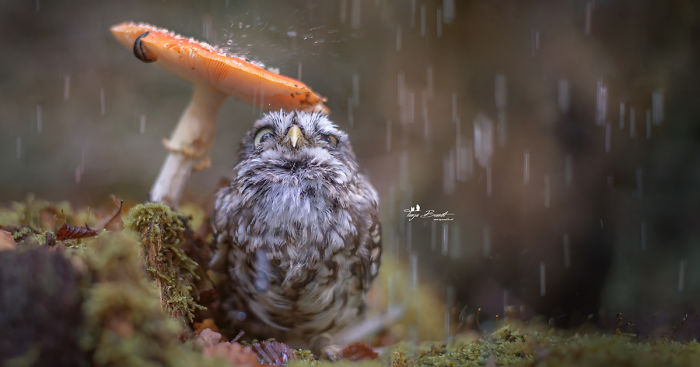 Cute Tiny Owl Goes Viral So We Interviewed The Photographer (10 Pics)