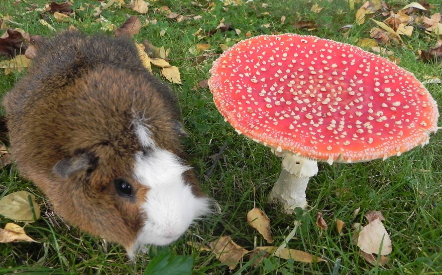 Guinea Pig Brommel's Walk Through The Autumn Garden