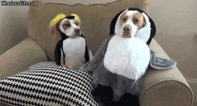 27 Furry Halloween Ideas To Make You Smile [in Gifs]