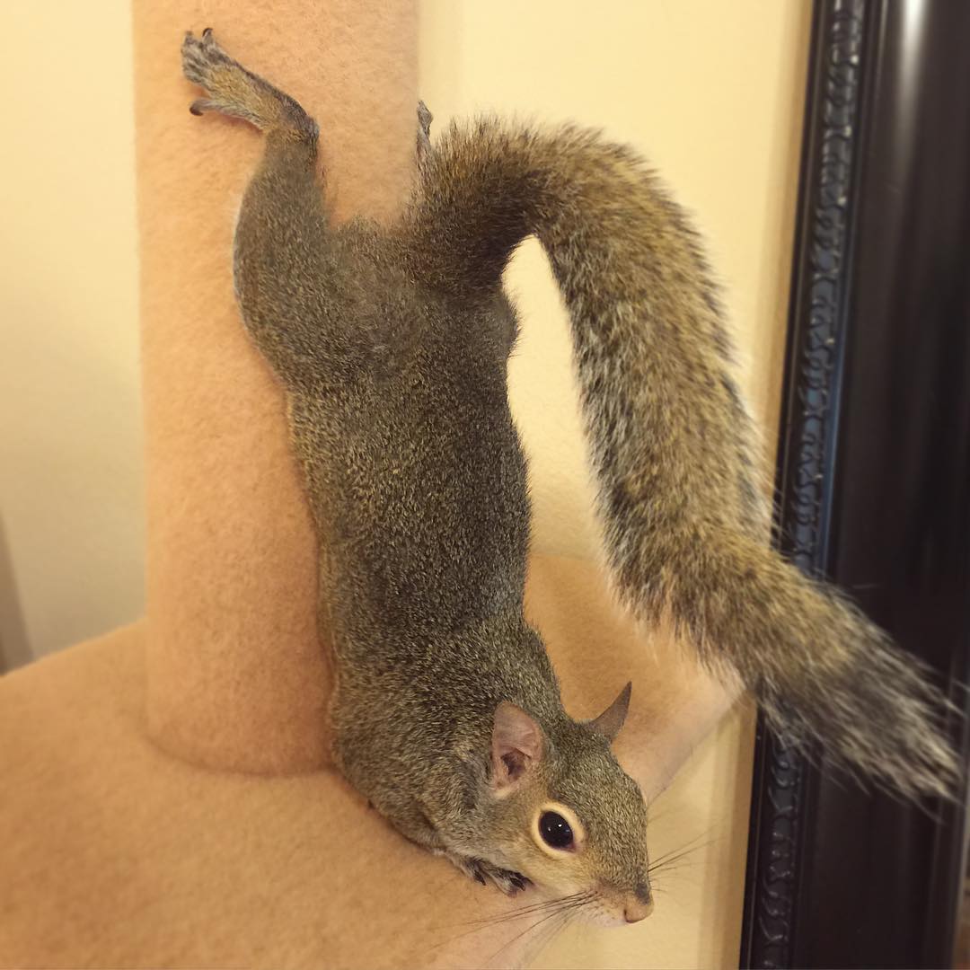 photogenic-rescue-squirrel-jill-31 photogenic-rescue-squirrel-jill-31