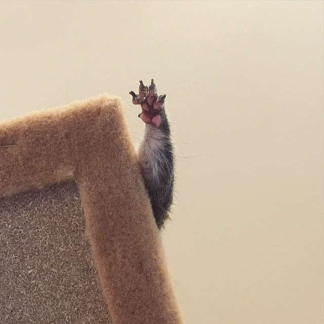 photogenic-rescue-squirrel-jill-35 photogenic-rescue-squirrel-jill-35