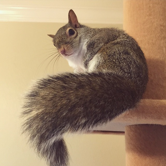 photogenic-rescue-squirrel-jill-38 photogenic-rescue-squirrel-jill-38