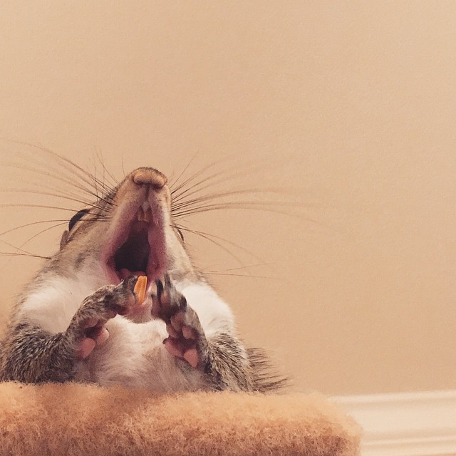 photogenic-rescue-squirrel-jill-42 photogenic-rescue-squirrel-jill-42