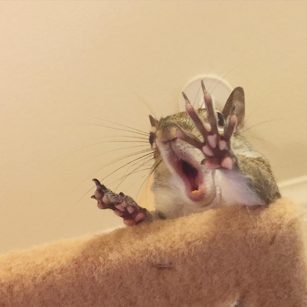 photogenic-rescue-squirrel-jill-46 photogenic-rescue-squirrel-jill-46