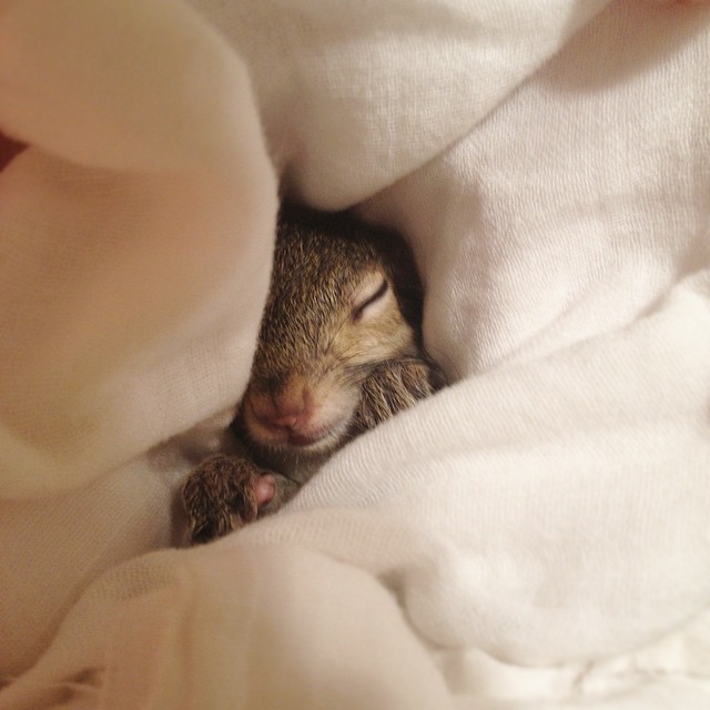 photogenic-rescue-squirrel-jill-5 photogenic-rescue-squirrel-jill-5