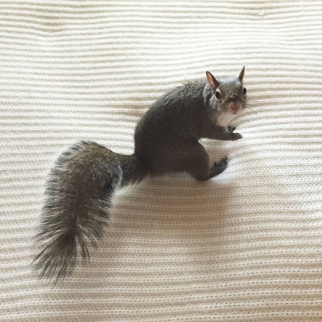 photogenic-rescue-squirrel-jill-73 photogenic-rescue-squirrel-jill-73