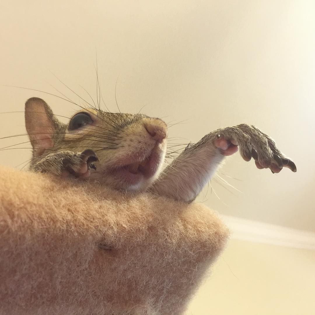 photogenic-rescue-squirrel-jill-77 photogenic-rescue-squirrel-jill-77