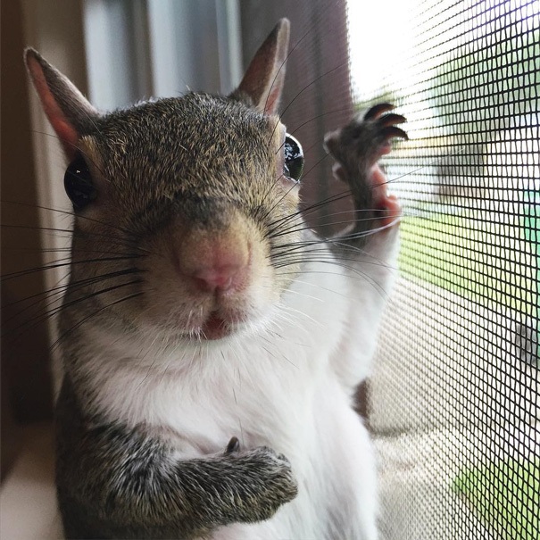 photogenic-rescue-squirrel-jill-83 photogenic-rescue-squirrel-jill-83