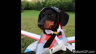 27 Furry Halloween Ideas To Make You Smile [in Gifs]