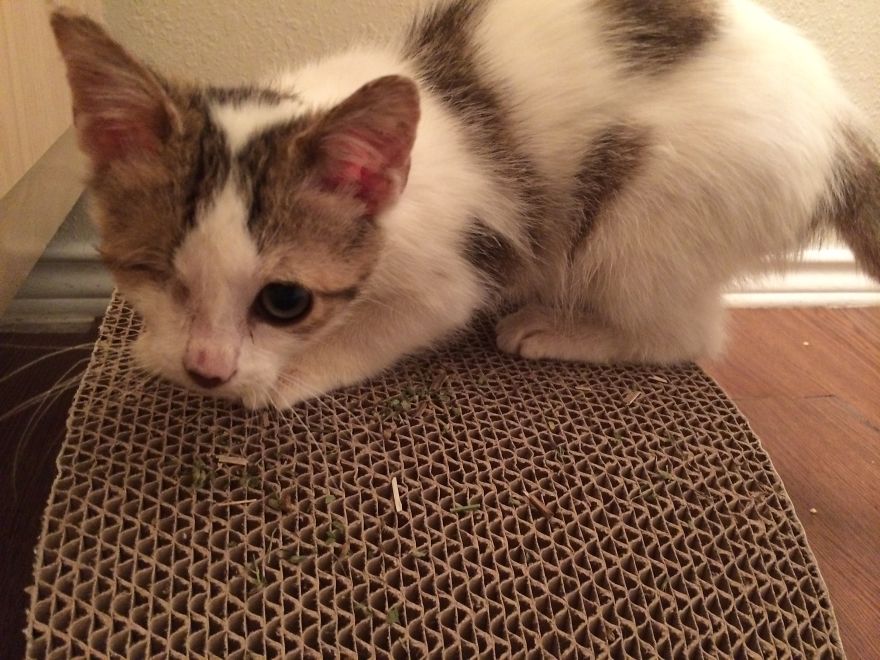 Poppy Doesn't Know She's Supposed To Have Two Eyes Poppy Doesn't Know She's Supposed To Have Two Eyes