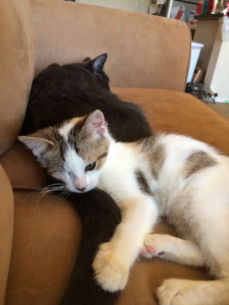 Poppy Doesn't Know She's Supposed To Have Two Eyes