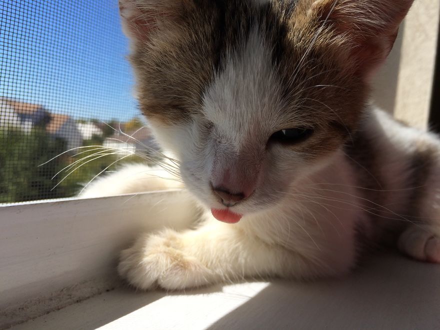 Poppy Doesn't Know She's Supposed To Have Two Eyes