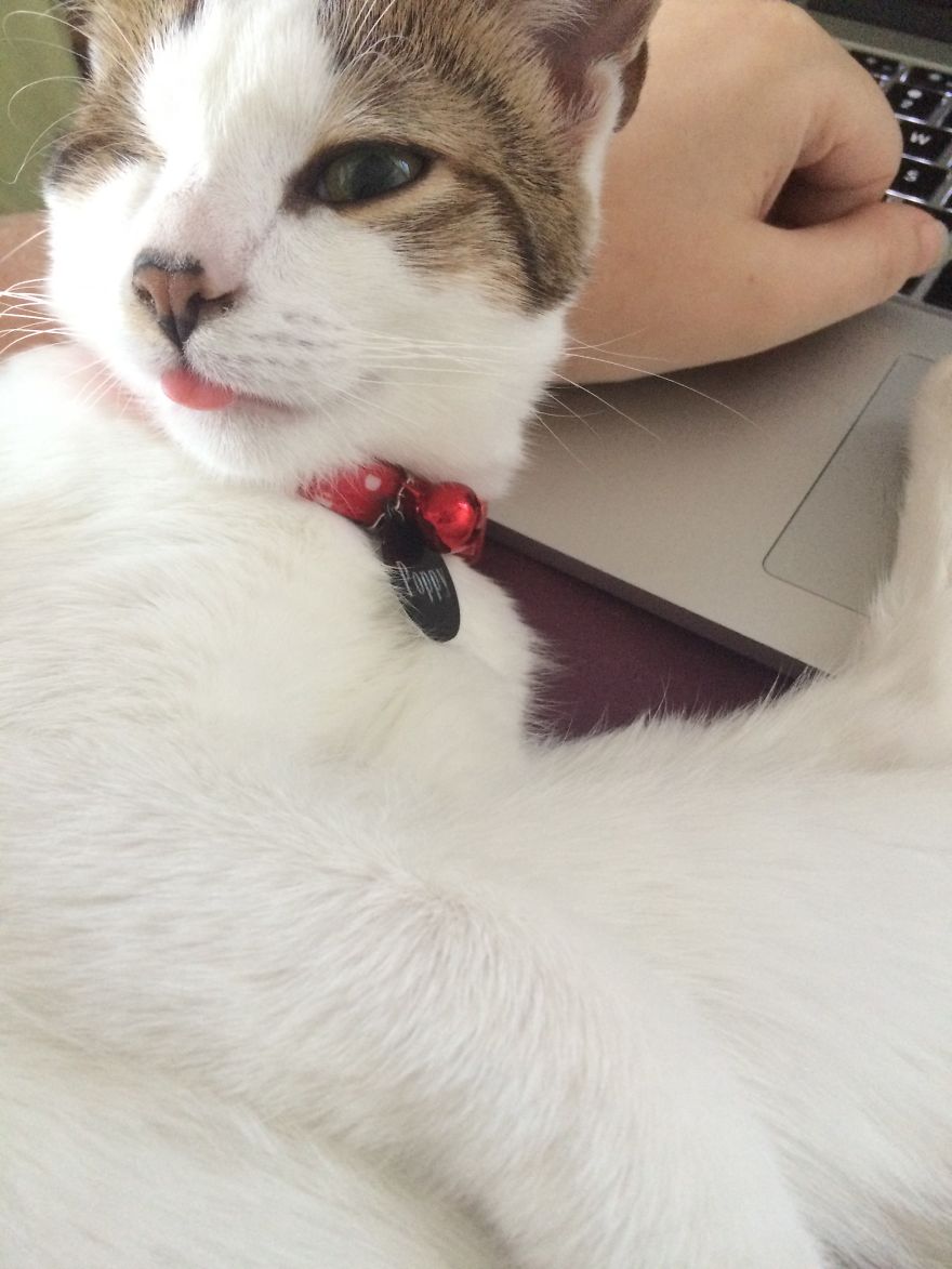 Poppy Doesn't Know She's Supposed To Have Two Eyes