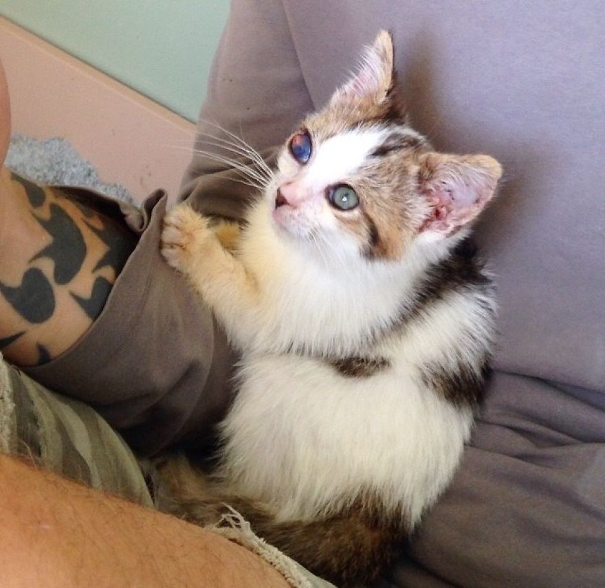 Poppy Doesn't Know She's Supposed To Have Two Eyes Poppy Doesn't Know She's Supposed To Have Two Eyes