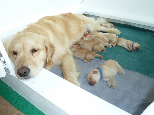 My Friends' Proud Momma And Her New Pups