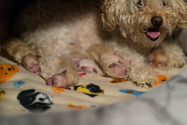 A New Mom Bringing In The New Years With Her Five Sleepy Pups