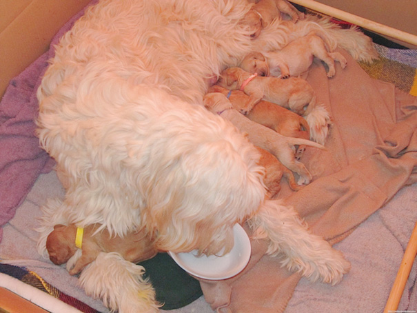 Mother With Her Puppies