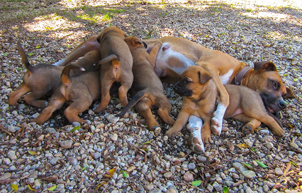 Kate With Her Puppies