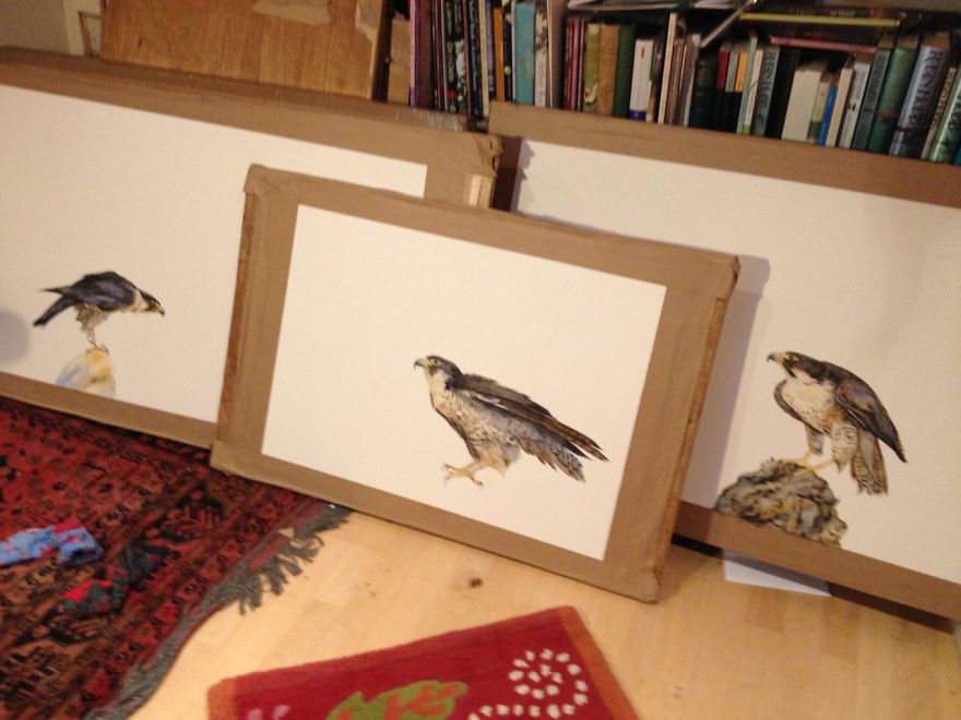 Queen Of The Sky: My Friend Saved A Wounded Falcon And Let Her Fly Free Queen Of The Sky: My Friend Saved A Wounded Falcon And Let Her Fly Free