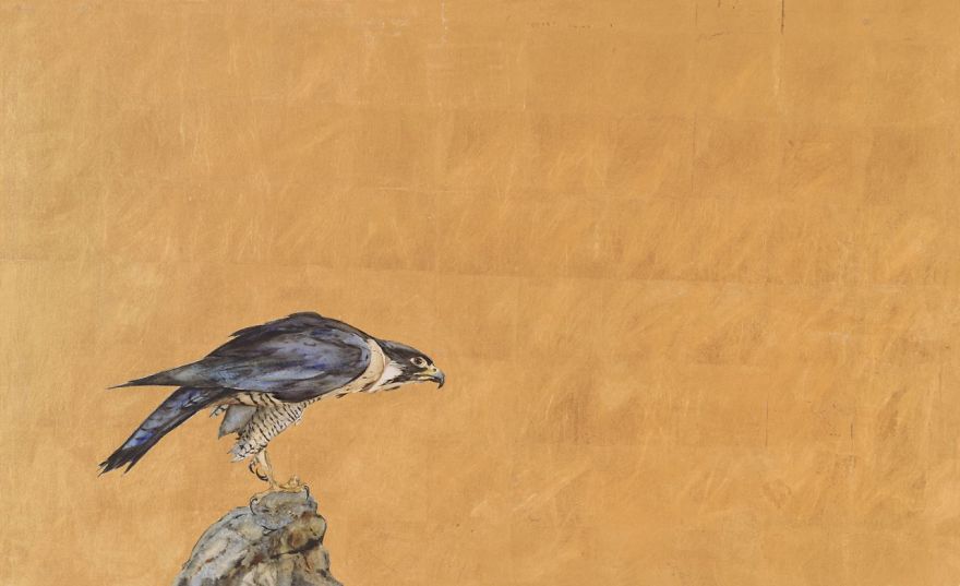 Queen Of The Sky: My Friend Saved A Wounded Falcon And Let Her Fly Free Queen Of The Sky: My Friend Saved A Wounded Falcon And Let Her Fly Free