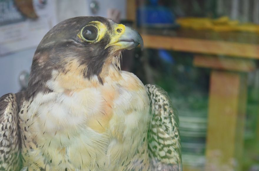 Queen Of The Sky: My Friend Saved A Wounded Falcon And Let Her Fly Free