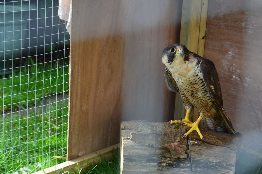 Queen Of The Sky: My Friend Saved A Wounded Falcon And Let Her Fly Free Queen Of The Sky: My Friend Saved A Wounded Falcon And Let Her Fly Free