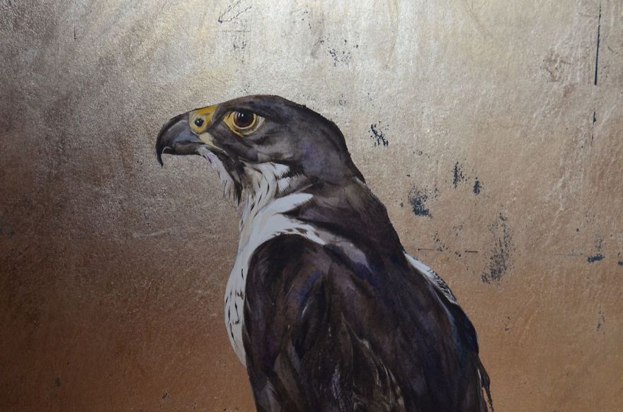 Queen Of The Sky: My Friend Saved A Wounded Falcon And Let Her Fly Free Queen Of The Sky: My Friend Saved A Wounded Falcon And Let Her Fly Free