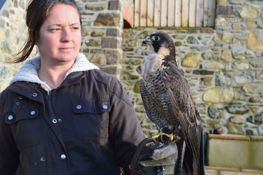 Queen Of The Sky: My Friend Saved A Wounded Falcon And Let Her Fly Free Queen Of The Sky: My Friend Saved A Wounded Falcon And Let Her Fly Free