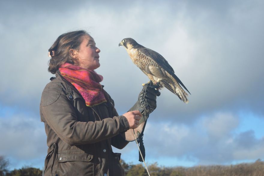 Queen Of The Sky: My Friend Saved A Wounded Falcon And Let Her Fly Free Queen Of The Sky: My Friend Saved A Wounded Falcon And Let Her Fly Free