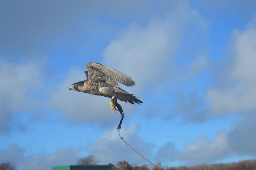 Queen Of The Sky: My Friend Saved A Wounded Falcon And Let Her Fly Free