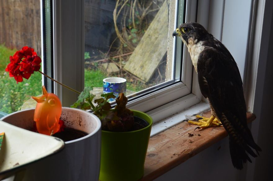 Queen Of The Sky: My Friend Saved A Wounded Falcon And Let Her Fly Free Queen Of The Sky: My Friend Saved A Wounded Falcon And Let Her Fly Free