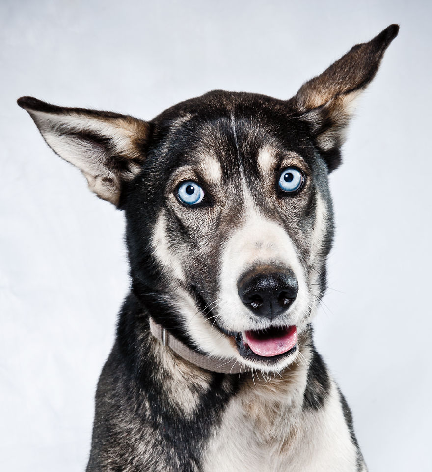Born To Run: I Photograph The Beauty Of Sled Dogs