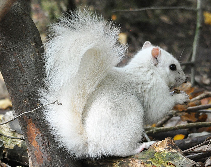 Extremely Rare White Squirrel Spotted In The UK