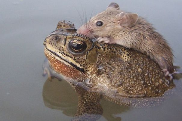 Rat In Trouble Finds An Unlikely Ally In A Fat Toad Rat In Trouble Finds An Unlikely Ally In A Fat Toad