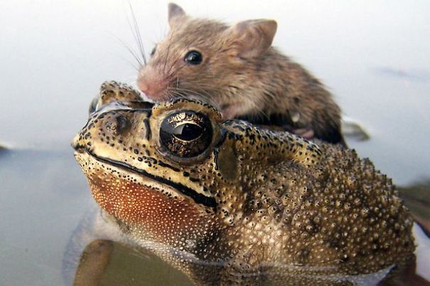 Rat In Trouble Finds An Unlikely Ally In A Fat Toad Rat In Trouble Finds An Unlikely Ally In A Fat Toad