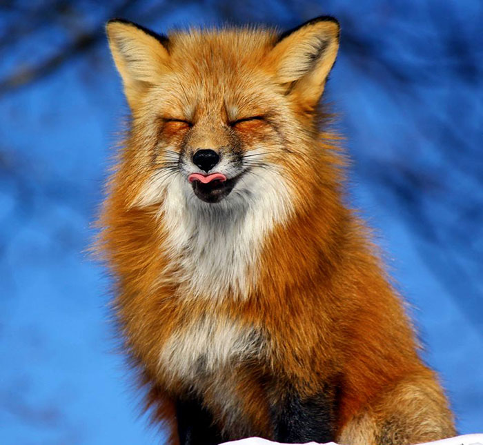 3 Foxes Decided To Live In My Backyard During Winter