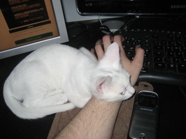 Rengar, When We Rescued Him From The Street :)