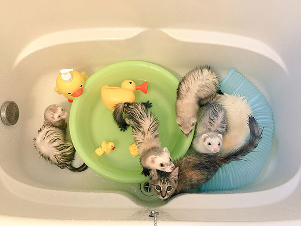 rescue-kitten-komari-ferret-brothers-44 rescue-kitten-komari-ferret-brothers-44