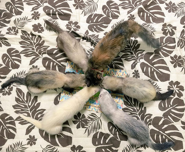 rescue-kitten-komari-ferret-brothers-47