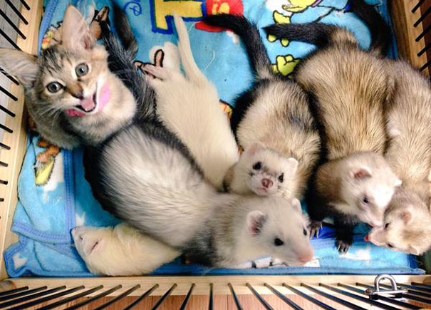 rescue-kitten-komari-ferret-brothers-55 rescue-kitten-komari-ferret-brothers-55