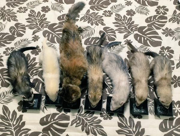 rescue-kitten-komari-ferret-brothers-63 rescue-kitten-komari-ferret-brothers-63