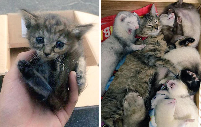 Rescue Kitten Adopted By 5 Ferrets Thinks It’s A Ferret Too