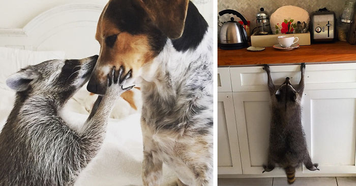 Orphaned Raccoon Rescued By Family With Dogs Thinks She’s A Dog, Too