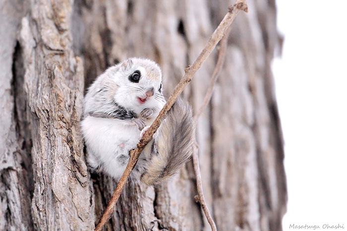 siberian-japanese-dwarf-flying-squirrel-11