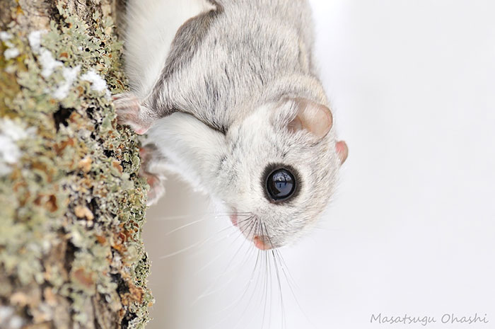 siberian-japanese-dwarf-flying-squirrel-16