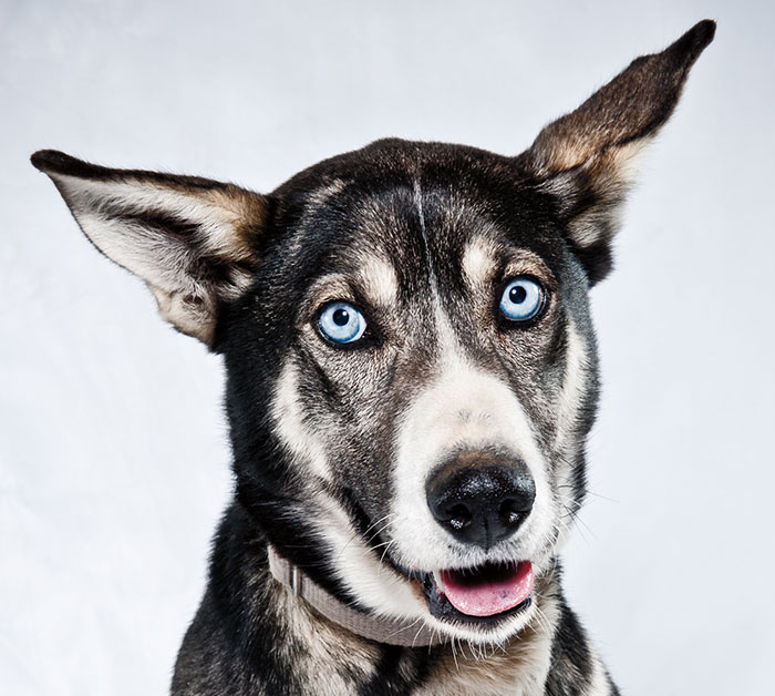 Born To Run: I Photograph The Beauty Of Sled Dogs