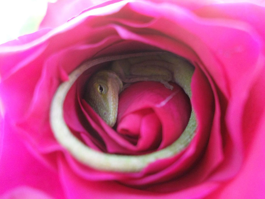 sleeping-lizard-rose-flower-3