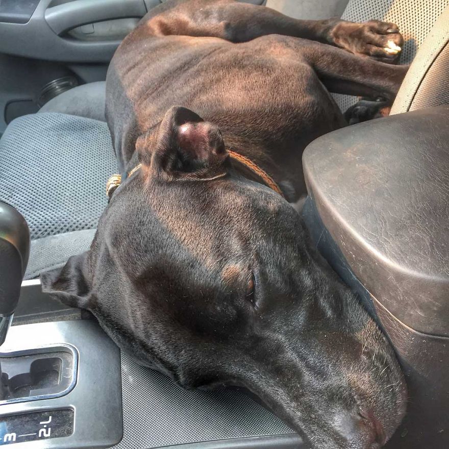 I Live In My Truck With My Dog And Travel Across The Country (Part 2) I Live In My Truck With My Dog And Travel Across The Country (Part 2)